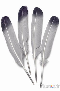 Cigno seta - 25-30 cm - grigi-antracite
